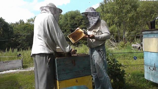 Пасека! Просто работа с одним ульем во время медосбора с комментариями!