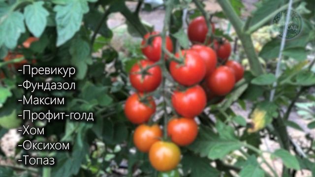 Фитофтора Погибнет Сразу, Самый Лучший Рецепт! смотреть онлайн