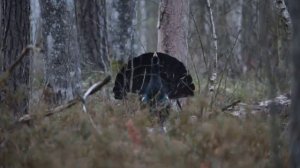 Токующий глухарь