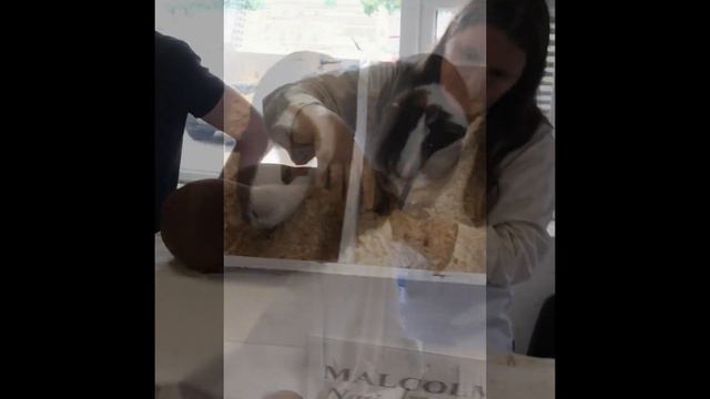 National Cavy Club Combined Stock Show 2022 - The Crufts of Guinea Pig shows! смотреть онлайн