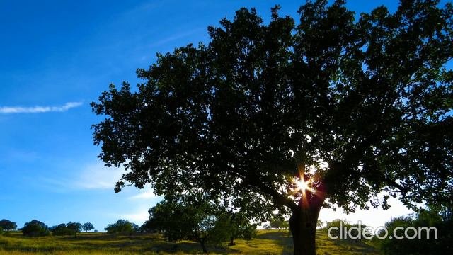 Relax Video, Soothing