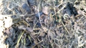 Земляника вымерзла как и всегда.