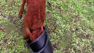 Чем поить телят от 1 месяца