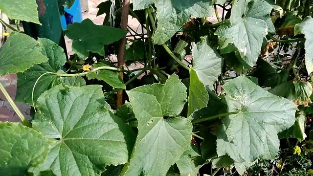 Огурцы Кураж ф1 производитель Гавриш смотреть онлайн