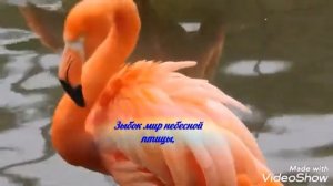 "Розовый Фламинго" Красивое видео и стихи!