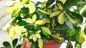 Schefflera (ornamental) plant care, umbrella tree plant care tips