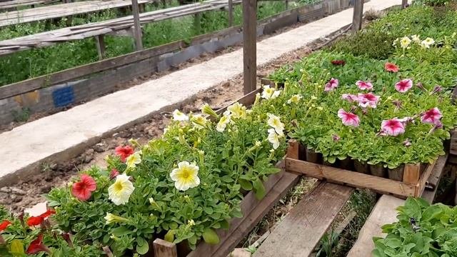 ПЕТУНИЯ В ТЕПЛИЦЕ?Вся Расцвела СУПЕР ЦВЕТЫ. Сорта и Расцветка Петунии для клумбы