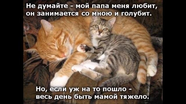 Веселые картинки. Смешные коты и кошки.