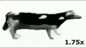 Корова танцует под польскую песню (скорость 999 х)