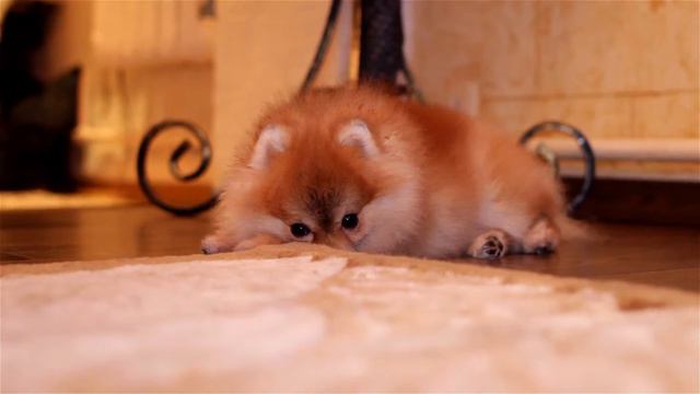 Слайд шоу, Мои шпицы! смотреть онлайн