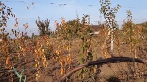 Виноград из семян.Осень.Октябрь