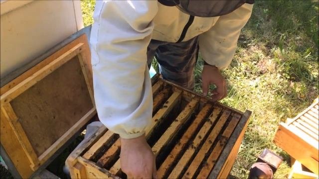 Магазинные рамки с засевом. Что делать? Расширение с опозданием. Рамки из ловушки не пропадают!