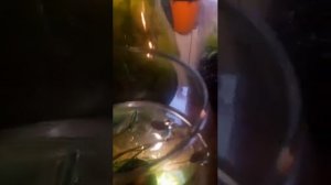 Выращиваем лотос-кувшинку в комнатных условиях