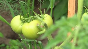 Семьи из Ларьяка показали богатства своих огородов