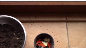 Адиантум или венерин волос.  Посадка адиантума.