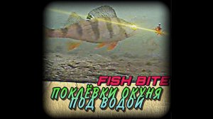 Как клюет окунь? Подводные съемки. Fish bites. Ловля окуня на мормышку. #shorts