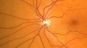 Строение глаз у человека