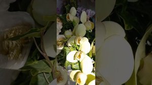 Патрик! Огромный размер для пелора!  И мой любимый цвет)