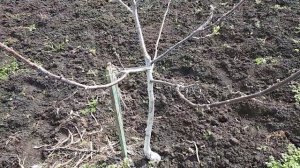 Грецкий орех -сорт "Десертный"