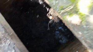 Канализация. Бактерии для септика