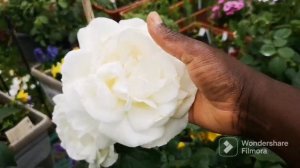 Sugarmoon rose. White hybrid tea sugar moon rose