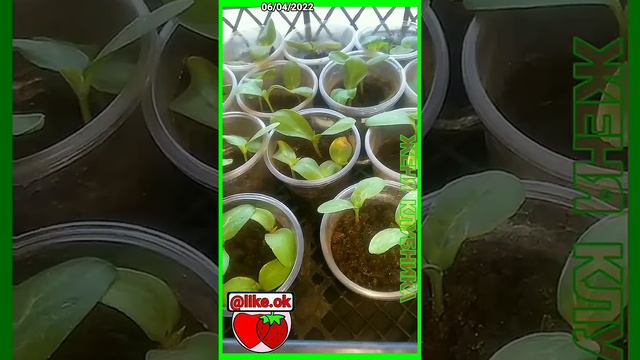 ЖЕЛТЕЕТ РАССАДА, ЧТО ДЕЛАТЬ? 4 ЧАСТЬ смотреть онлайн