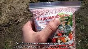 Редька Маргеланская
