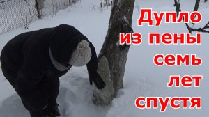 Что с дуплом заделанным монтажной пеной спустя 7 лет. Монтажная пена для лечения ран на деревьях.