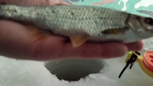 март,рыбалка на Волге на сорожку на донки на течении