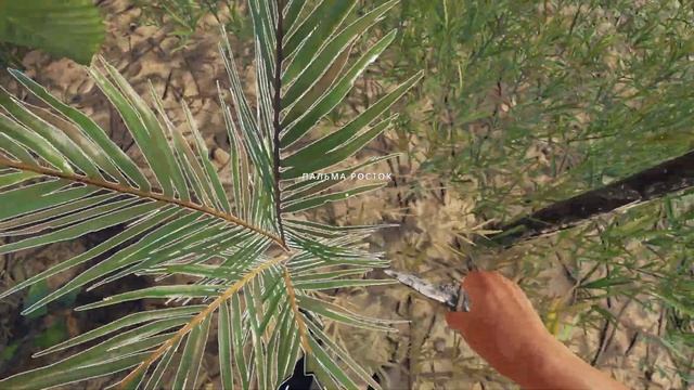 Добыча ресурсов ► Stranded Deep #10. Волокнистые листья  и палки