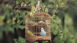 "ДУША МОЯ...ИЗРАНЕННАЯ ПТИЦА!" Слова: Жанна Варламова; Музыка: Татьяна Ярмаш