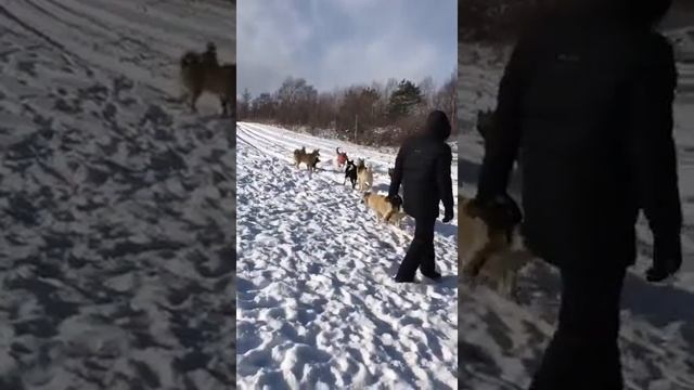 К нам приезжал в гости кинолог рассказывал основы дрессировки. Бф " Помощь животным. Сахалин"