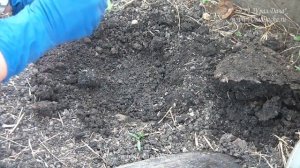 КАК ВЫСАДИТЬ РАССАДУ быстро и правильно в открытый грунт и теплицу..mp4