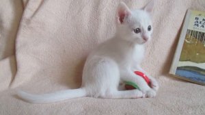 Белый котенок играет