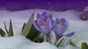 Футаж. Цветы на снегу 31 Footage. Flowers in the snow 31