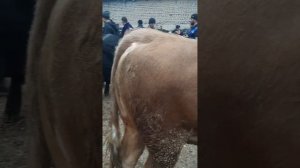 Кашкадарё вилоят китоб мол бозори 18 11 2022