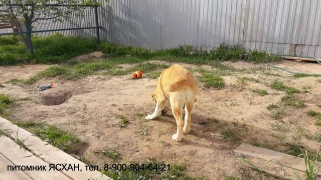 Сука ЭРДИ - маленькая разбойница смотреть онлайн