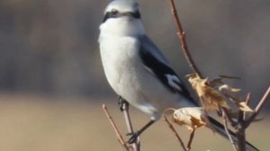 Серый сорокопут