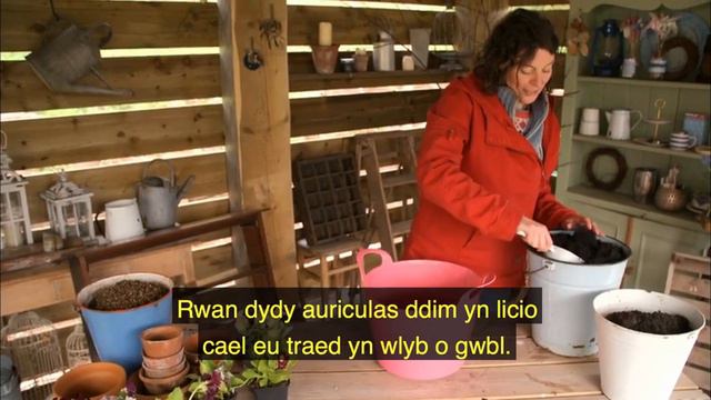 Garddio a Mwy | Auricula смотреть онлайн