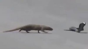 МАНГУСТ ПРОТИВ КОРОЛЕВСКОЙ КОБРЫ! КТО КОГО СЬЕСТ?!