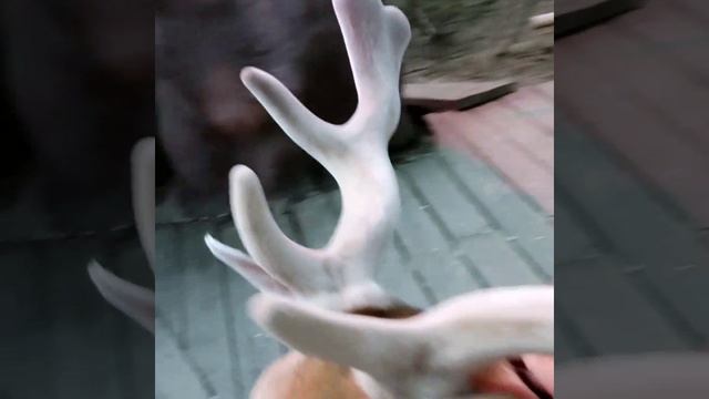 олень