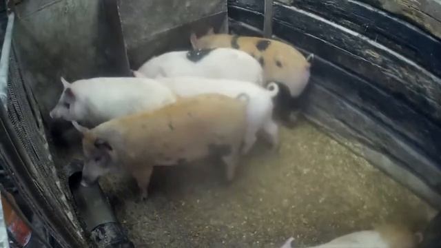 Свиньи и поросята. смотреть онлайн