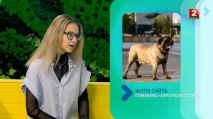 Как отучить собаку лаять на дверь? Ульяна Валуйко - кинолог!