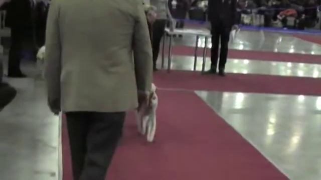 ЕВРАЗИЯ2012-2, Бедлингтон, Ветераны, Сравнение смотреть онлайн