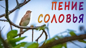 Пение Соловья • Звуки природы