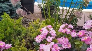 ?????Расцвела клумба из роз Д.Остина в жёлто-оранжевых тонах, 12.06.2021.?????