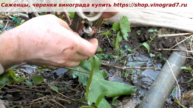 Перепрививка винограда черным в зеленое-окулировка и в расщеп. Об урожайности кишмиша Брависсимо