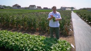 Обзор очень урожайного сорта редиса Меркадо. Выращивание сочного и крупного редиса с весны до осени