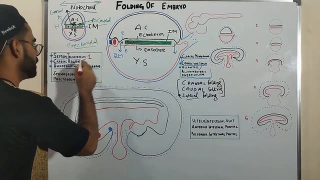 HEAD AND TAIL FOLDING OF EMBRYO ( CEPHALO-CAUDAL FOLDING) - DEVELOPMENT OF GIT 1 смотреть онлайн