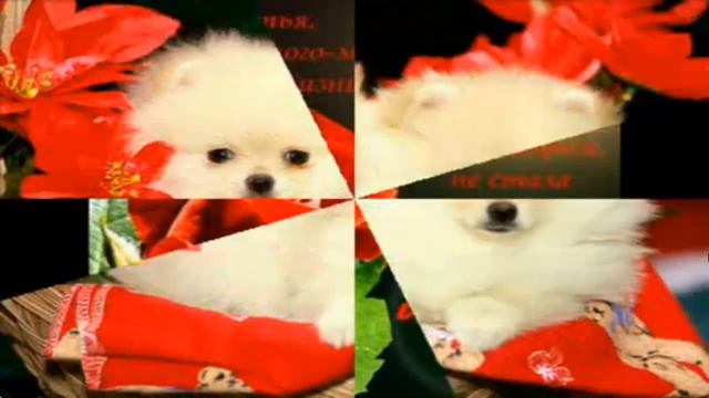 Толян С Днём Рожения смотреть онлайн